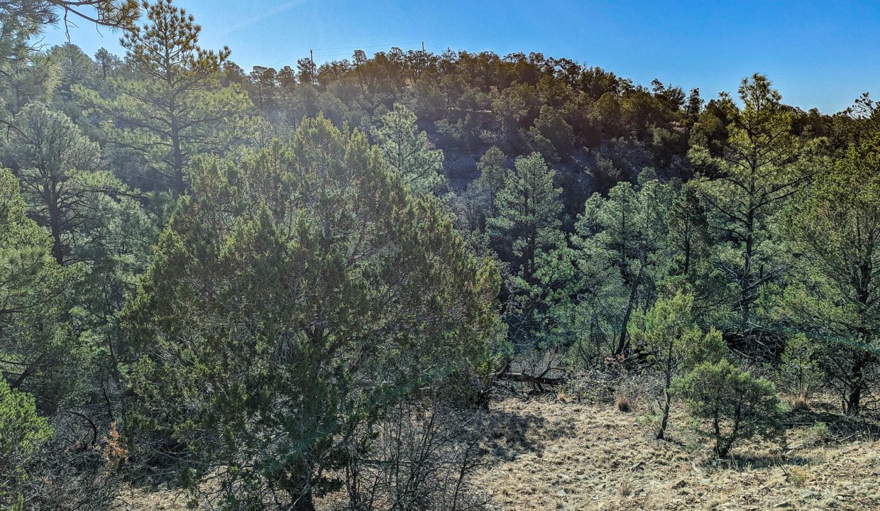 11O4072113475333-Standing at W border of property looking SE