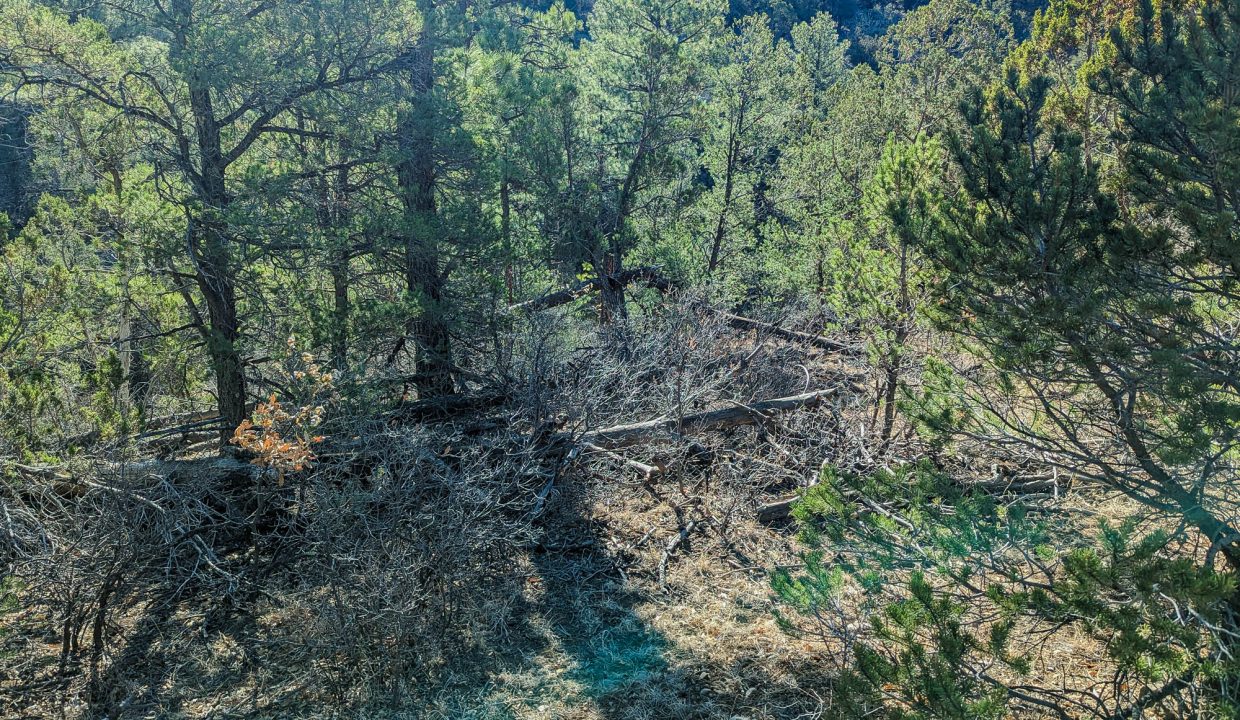 11O4072113475333-W border of property looking E from road