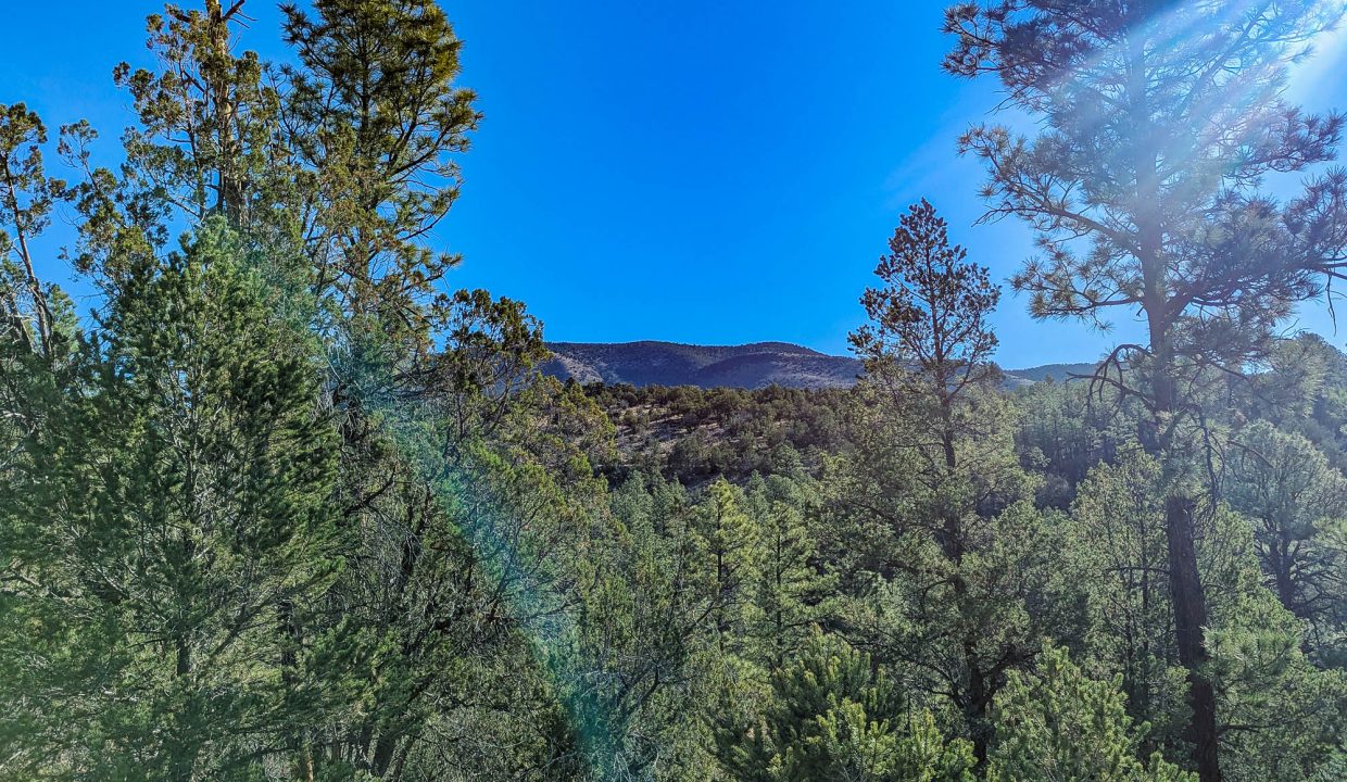 11O4072113475333-W border of property looking NE over treeline