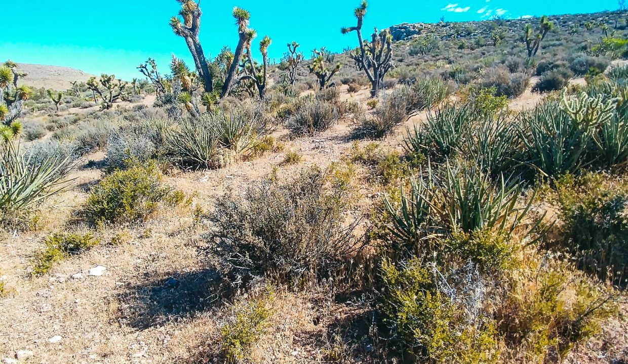 338-10-107 SW corner looking center lot