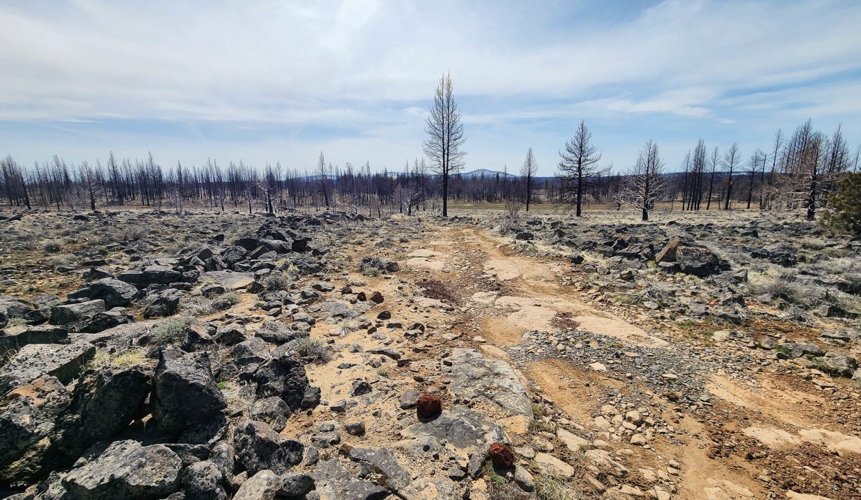 180413 Road along western edge of property 3