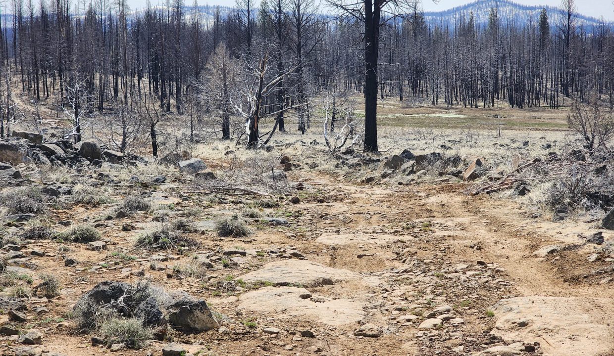 180413 Road along western edge of property 4