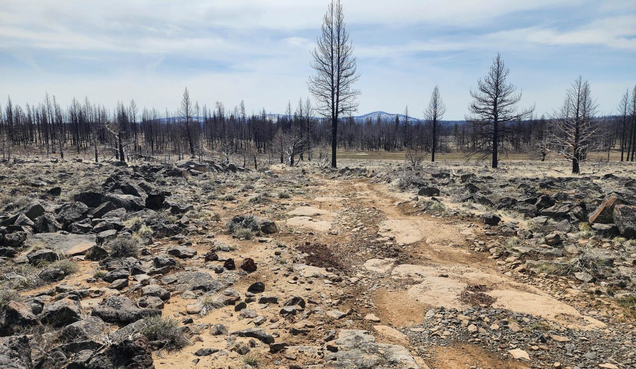 180413 Road along western edge of property 5