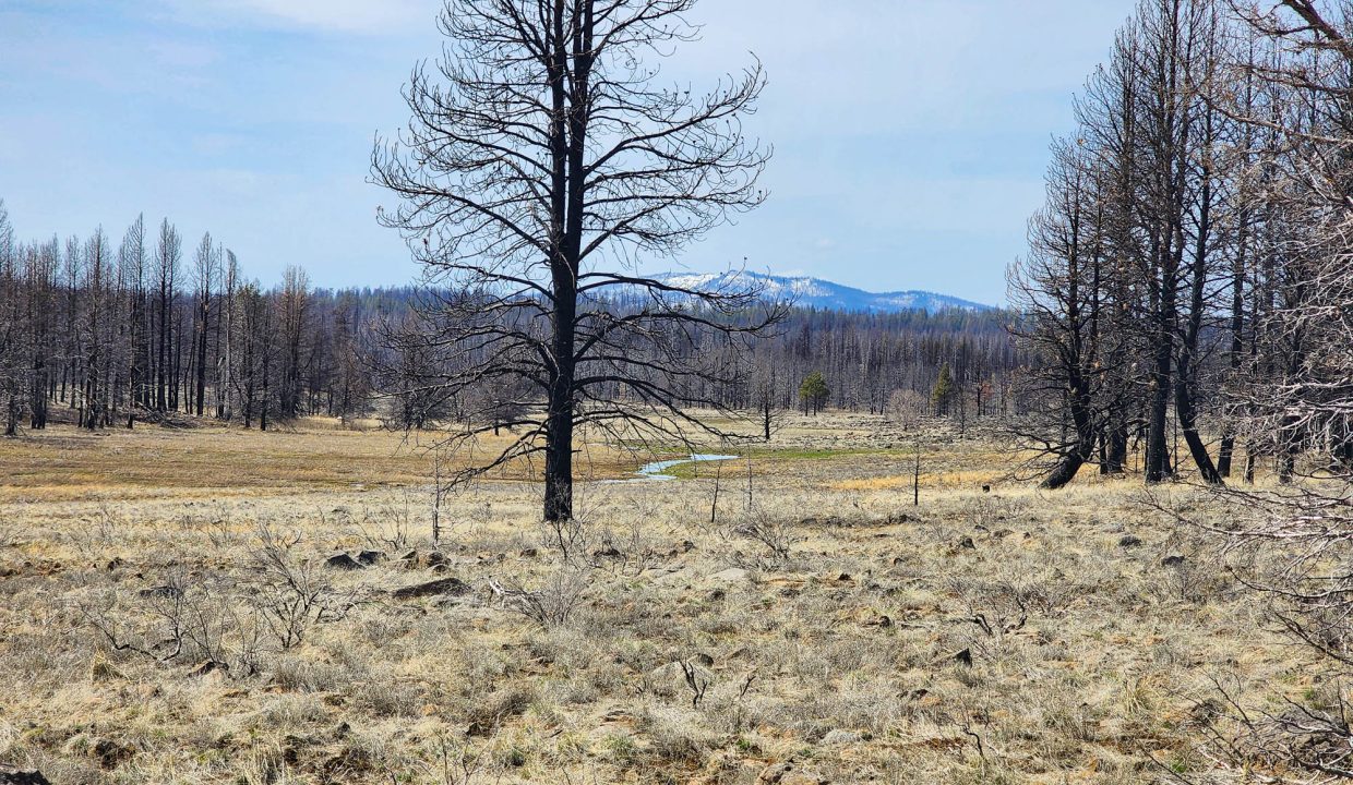 180413 Stream W of property 1