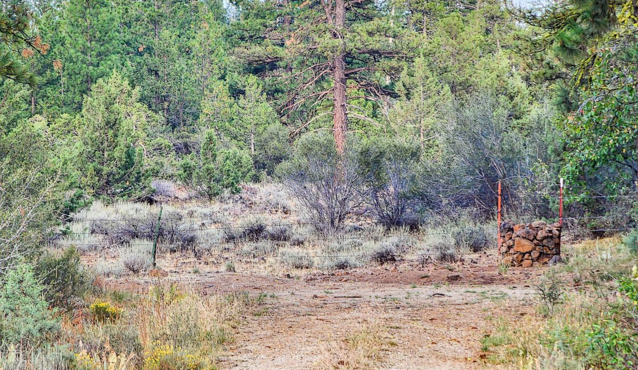 392079-End of road at National Forest