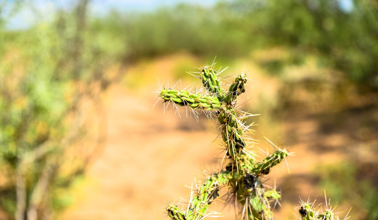 14283-vegitation catus