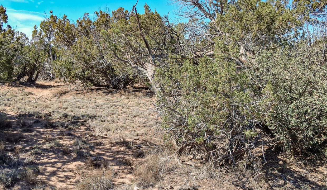 206-33-001 Vegetation (2)