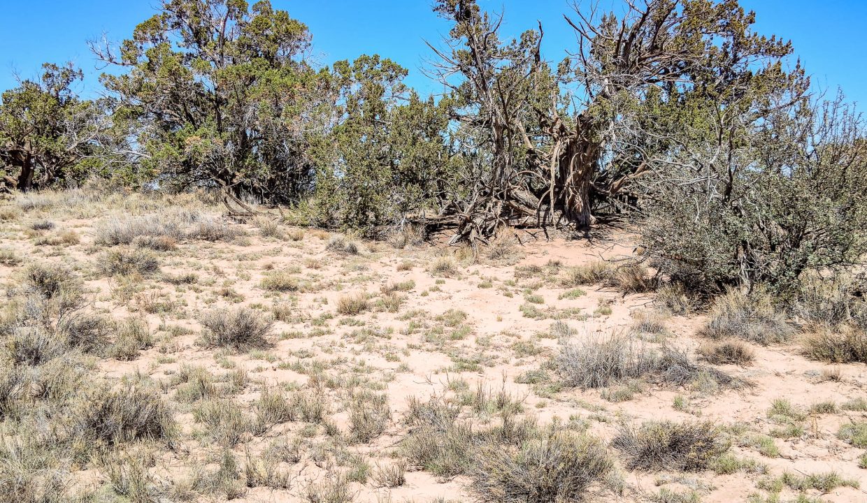 206-33-001 Vegetation (3)