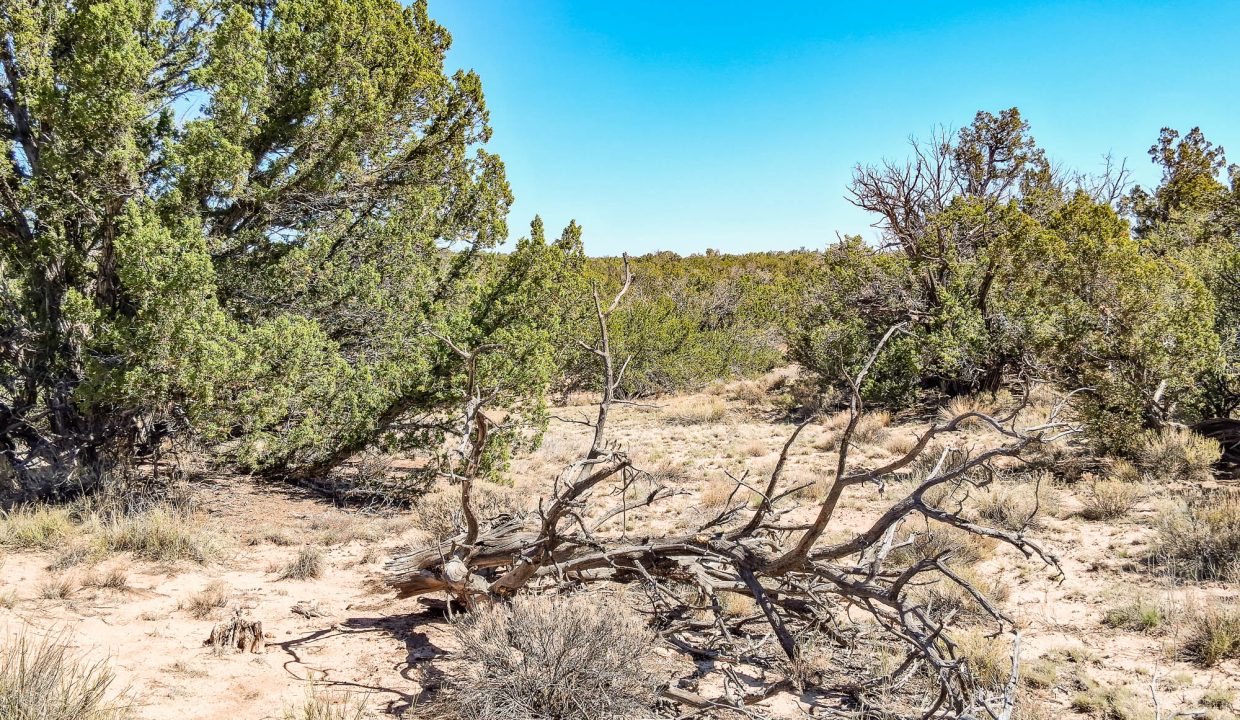 206-33-001 Vegetation (4)