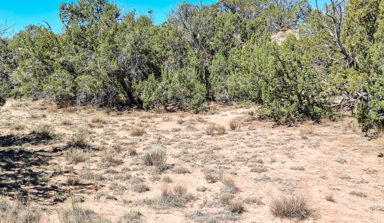 206-33-001 Vegetation (5)
