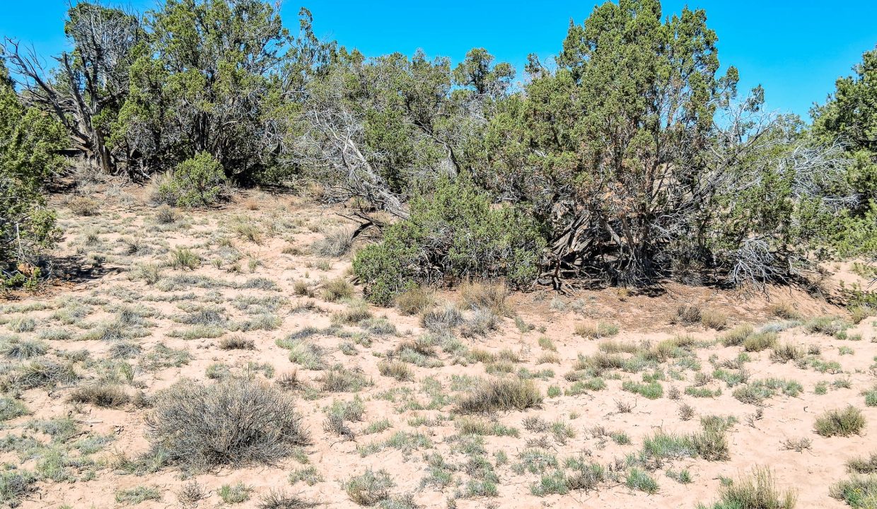 206-33-001 Vegetation (6)