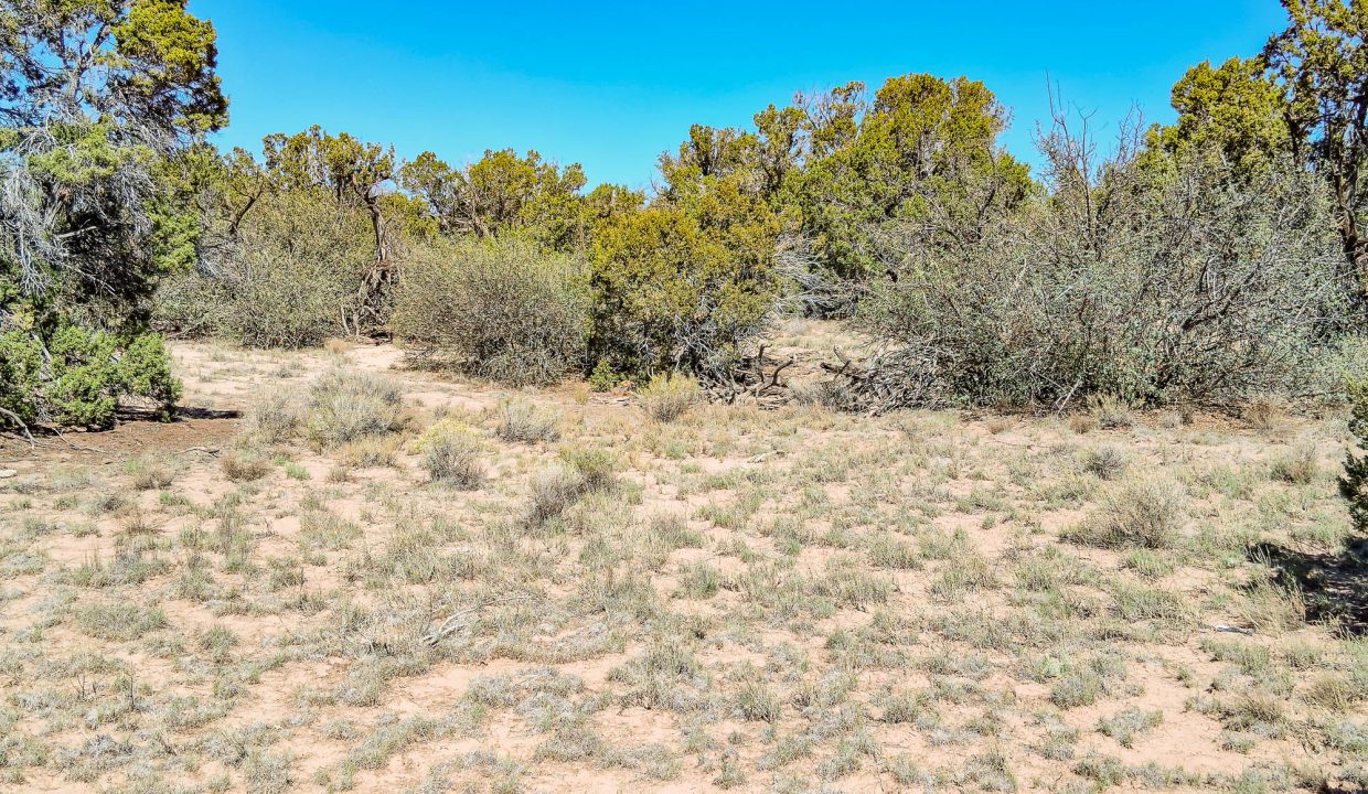 206-33-001 Vegetation
