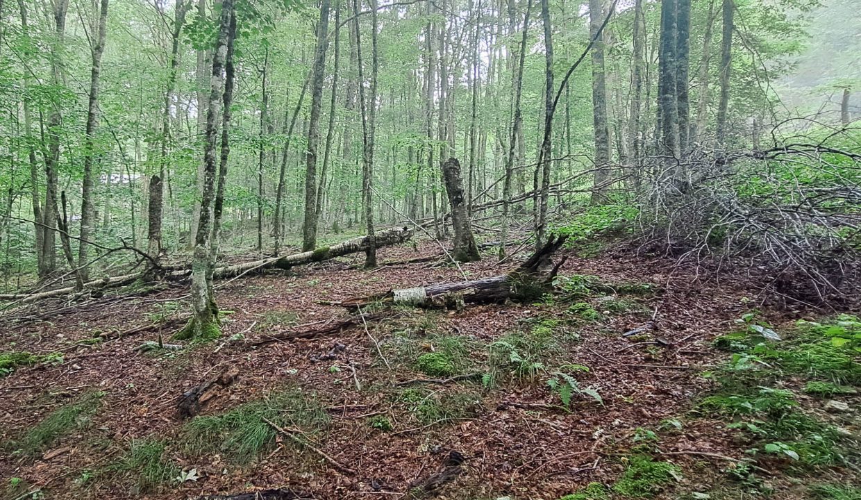 1940-65-0893-000-21