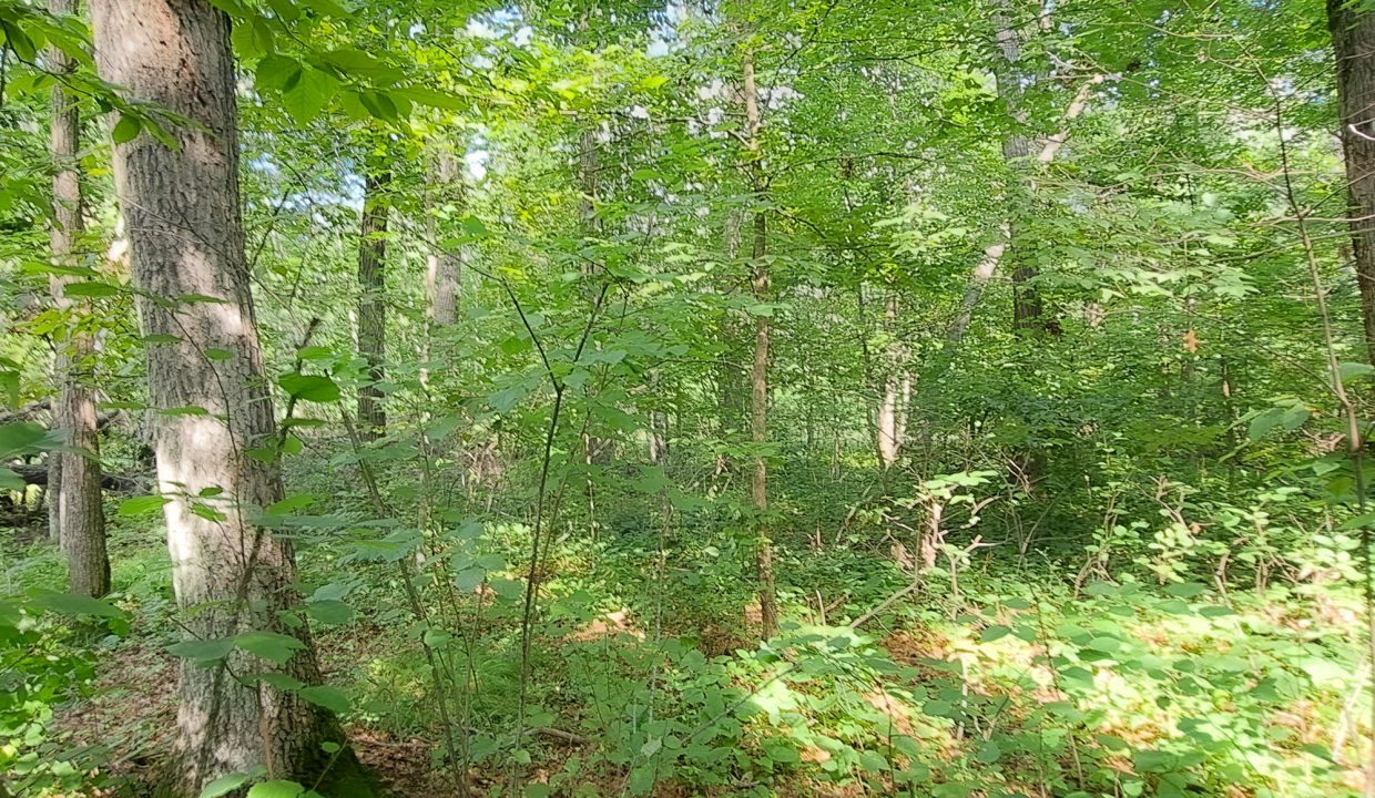 Sylvan Shores Area-23