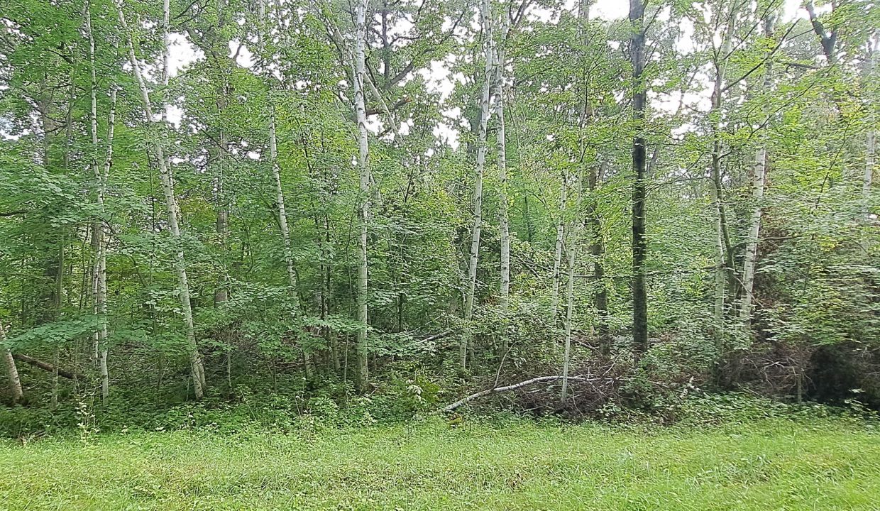 Sylvan Shores Area-2