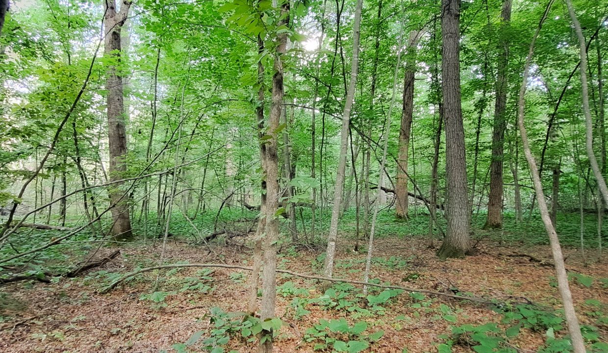 Sylvan Shores Area-20