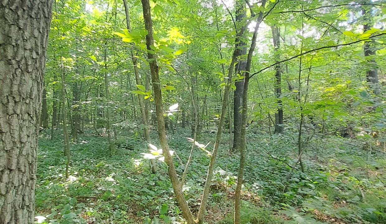 Sylvan Shores Area-21