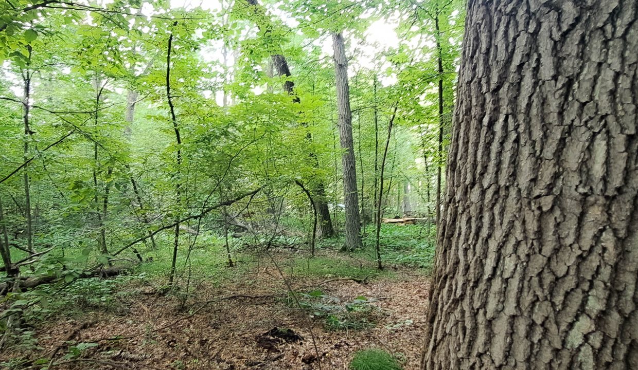 Sylvan Shores Area-24