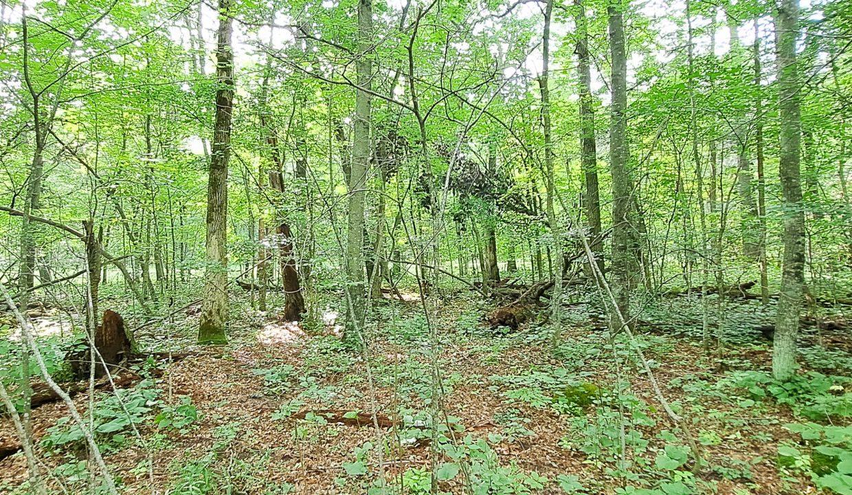 Sylvan Shores Area-28