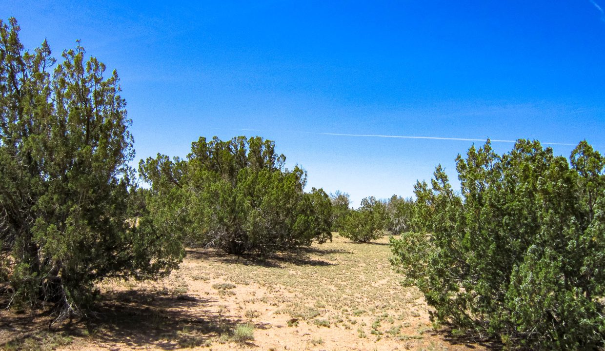 APN 205-13-037D Juniper