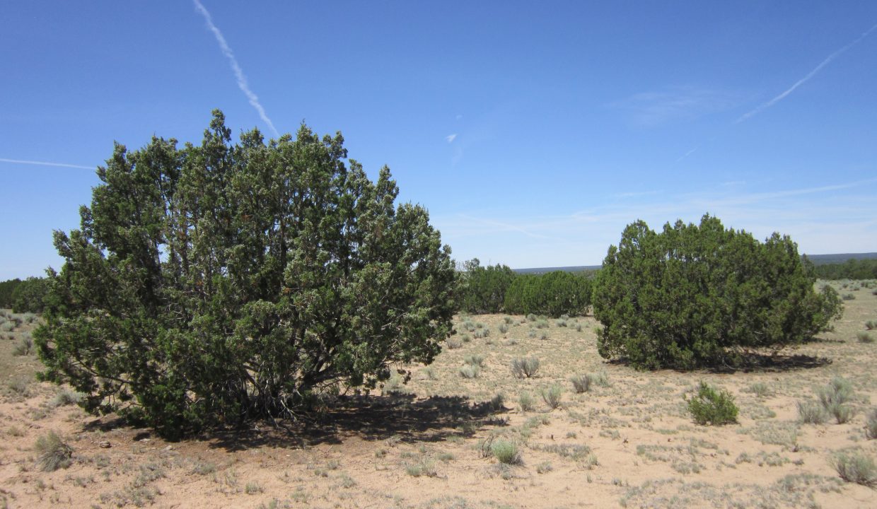 APN 205-13-042E Juniper