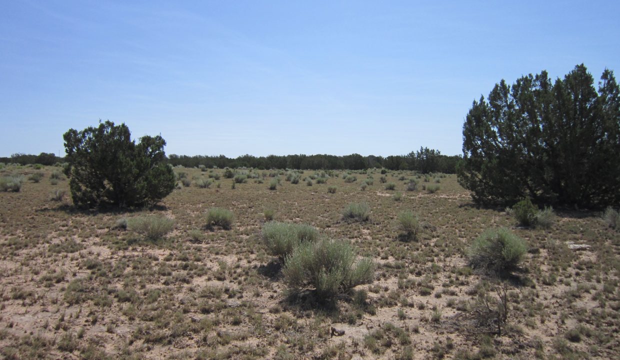 APN 205-13-042E Vegetation