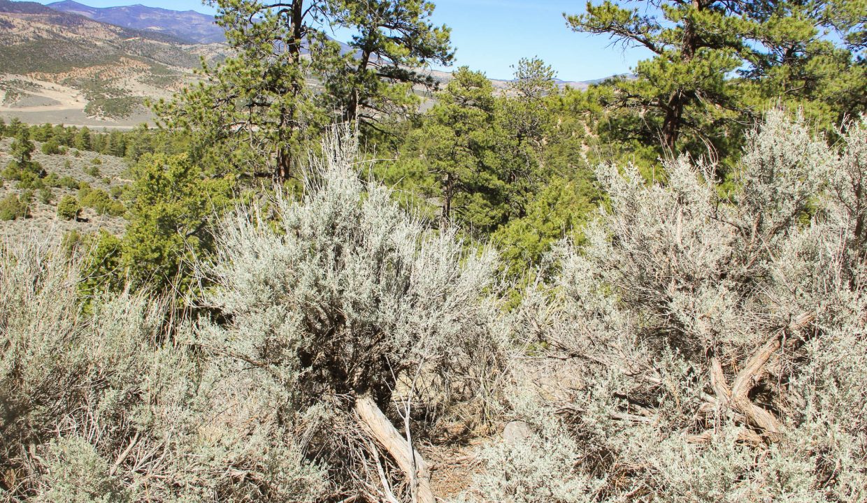 702-30-600 Downed Trees downslope