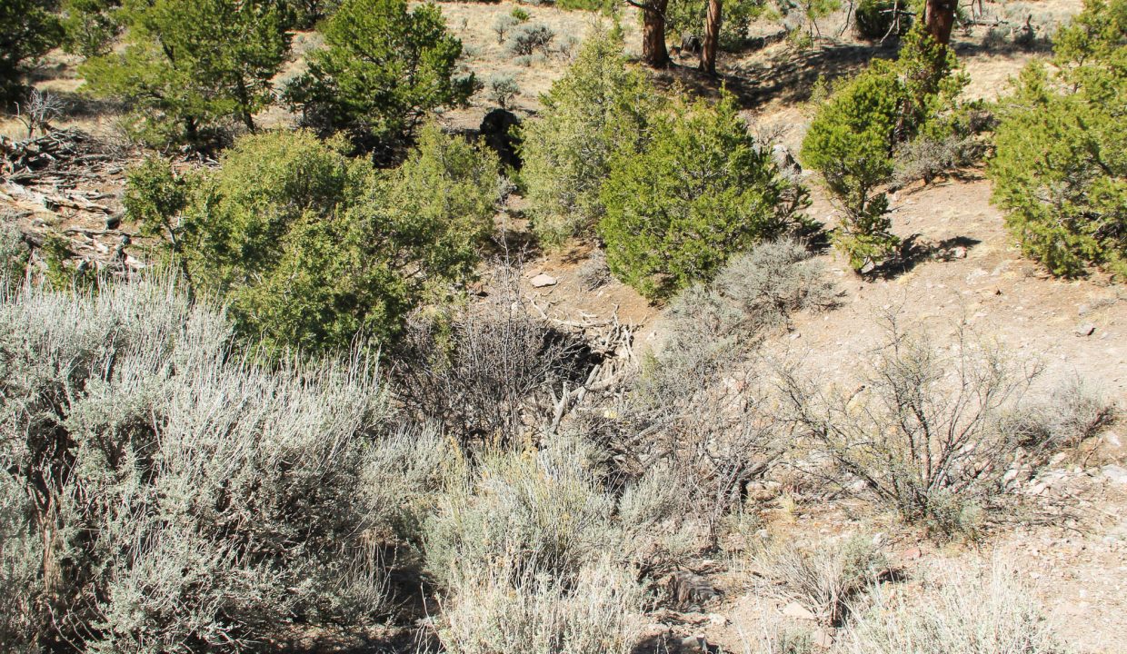 702-30-600 Gully looking down North
