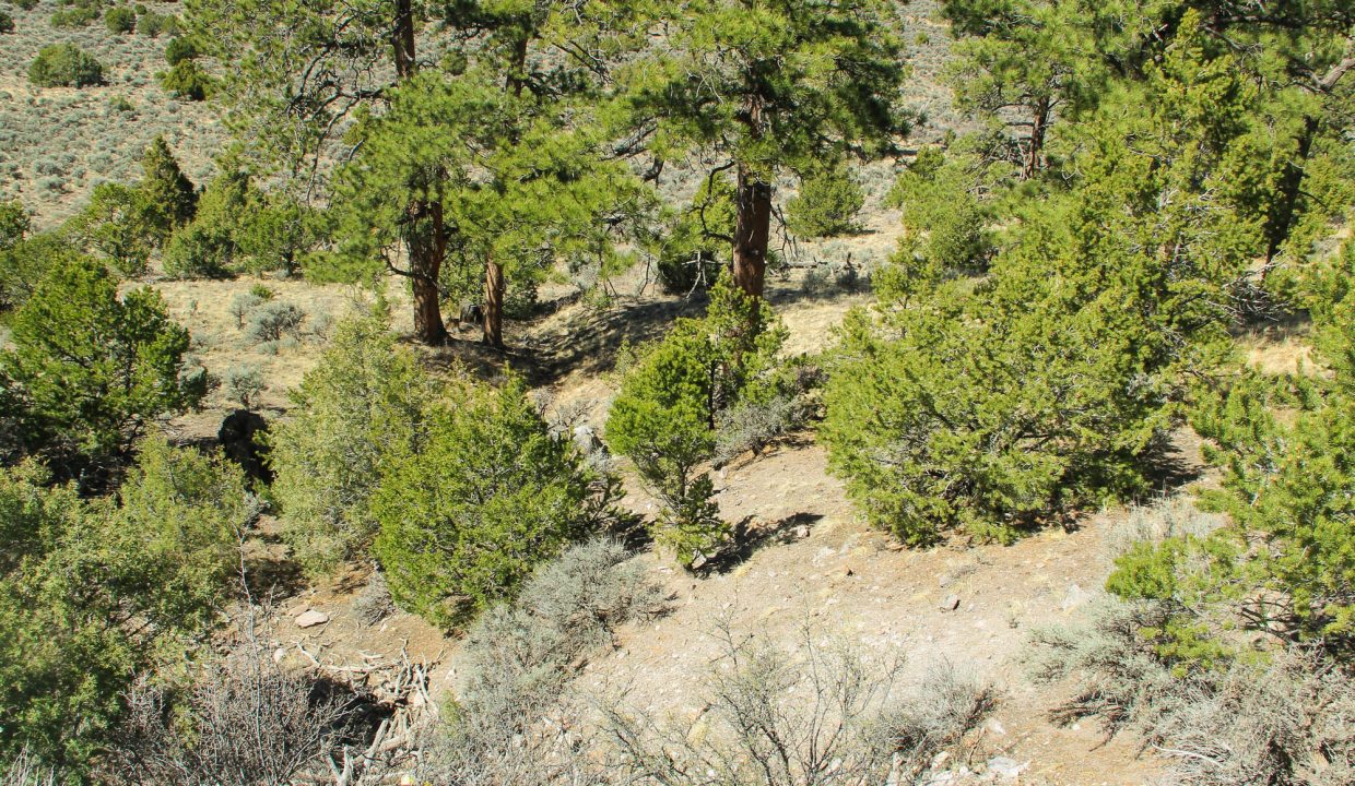 702-30-600 Gully looking Northeast