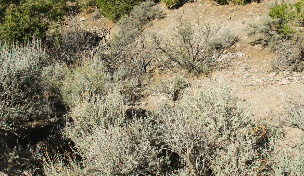 702-30-600 Looking Downslope into Gully