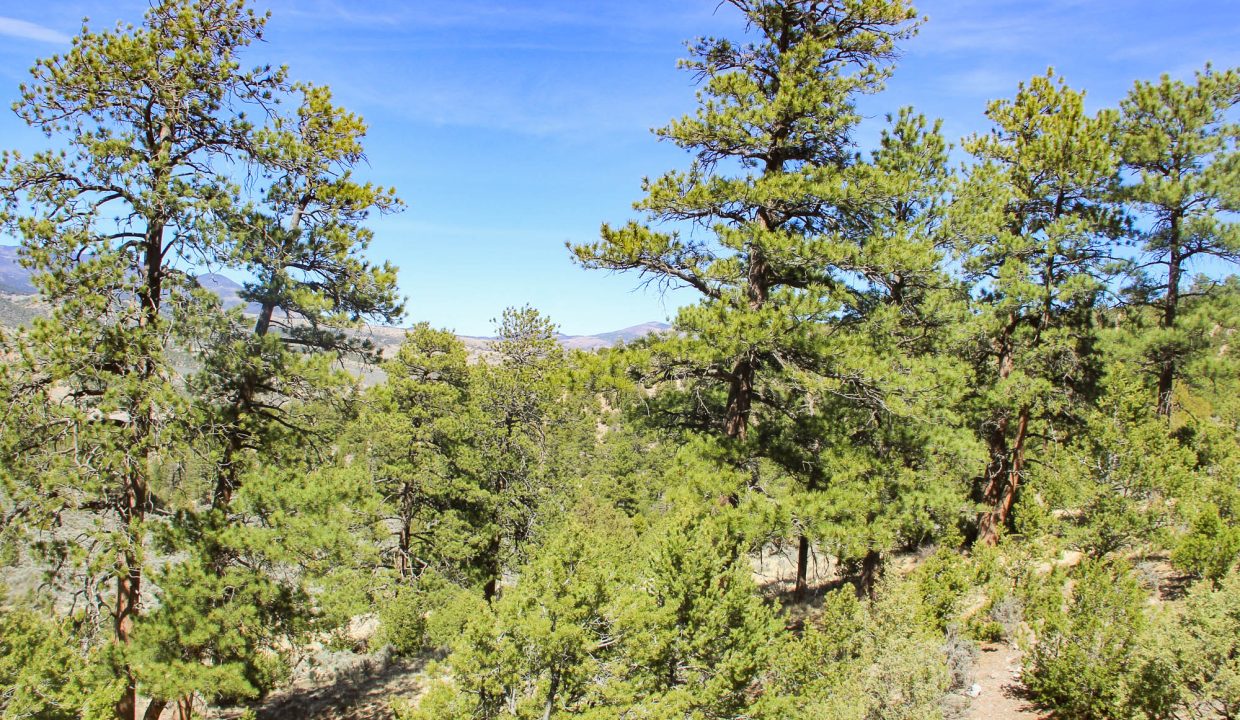 702-30-600 Tree Coverage