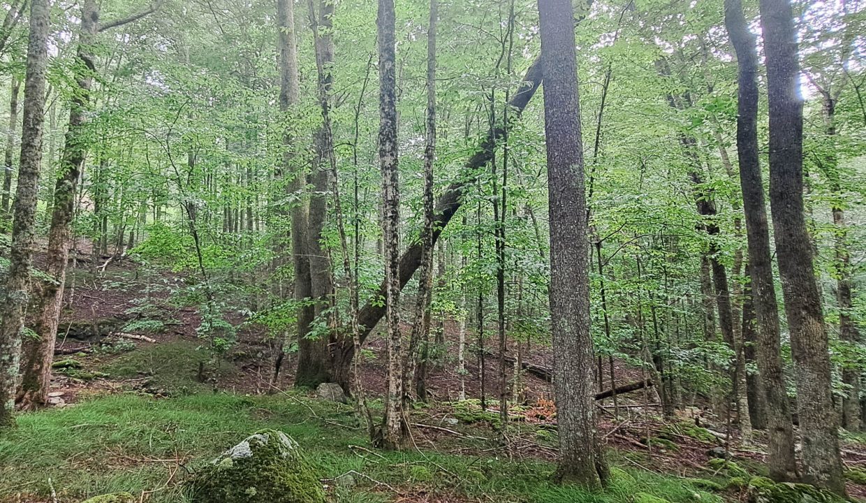Beech Mountain area-3 (1)