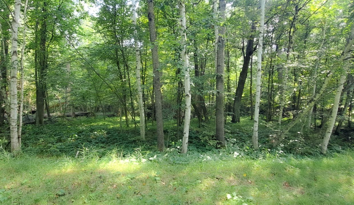 Sylvan Shores Area-32