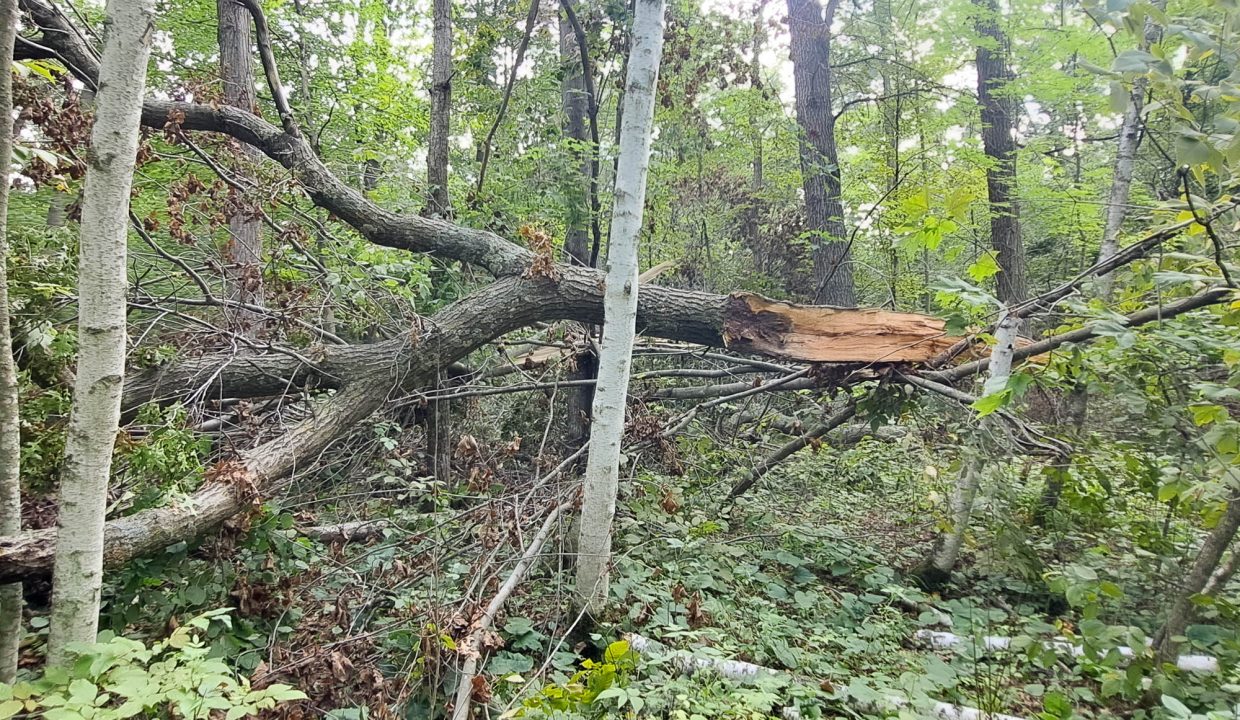 Sylvan Shores Area-33